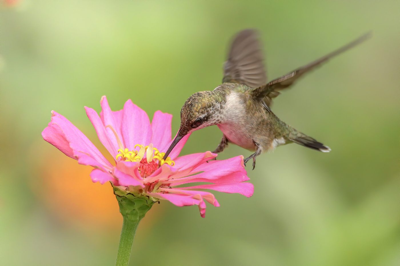 Wildlife