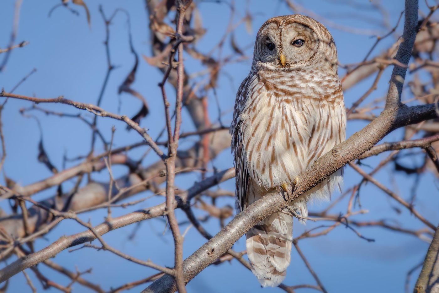 Wildlife