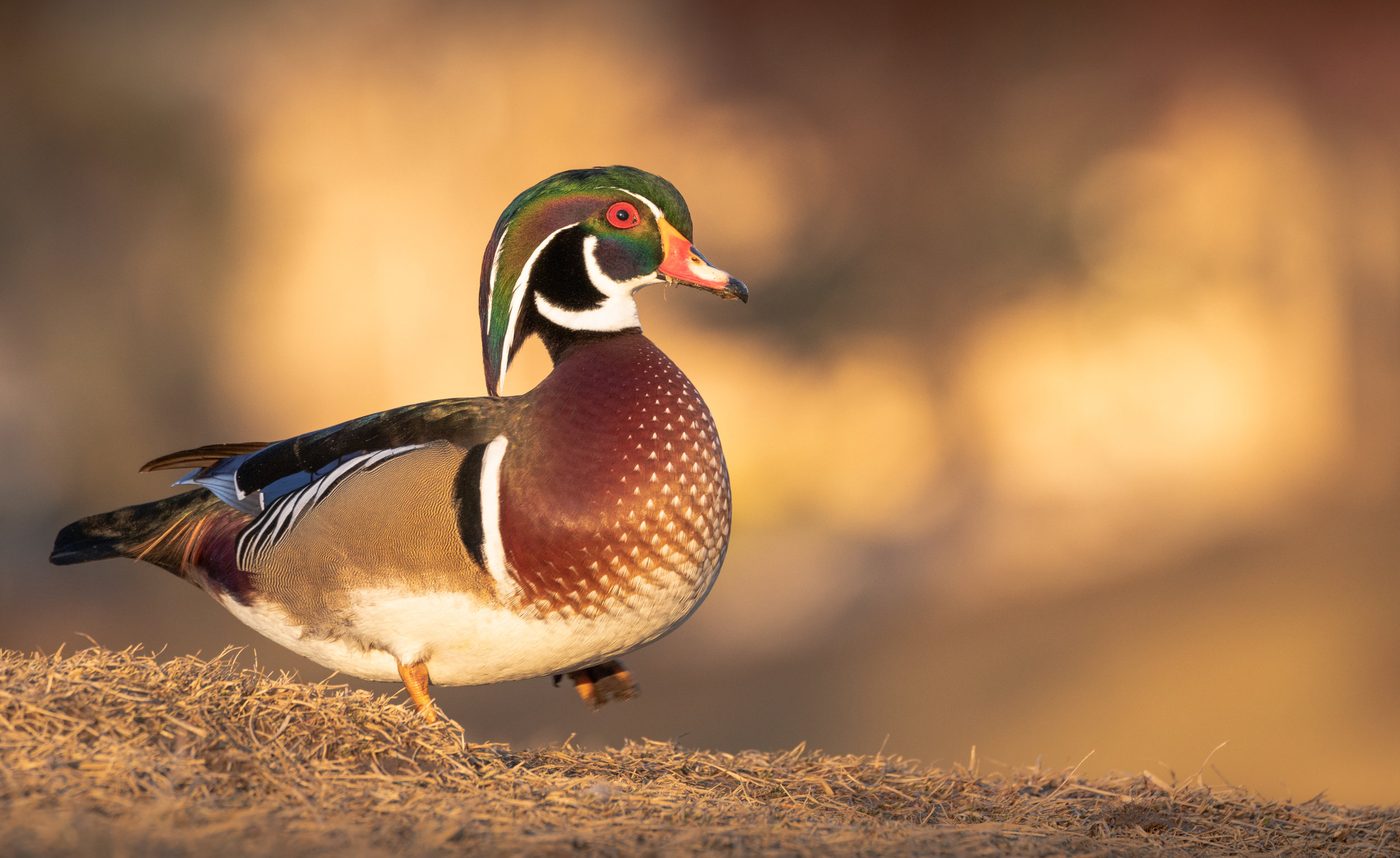 Wildlife