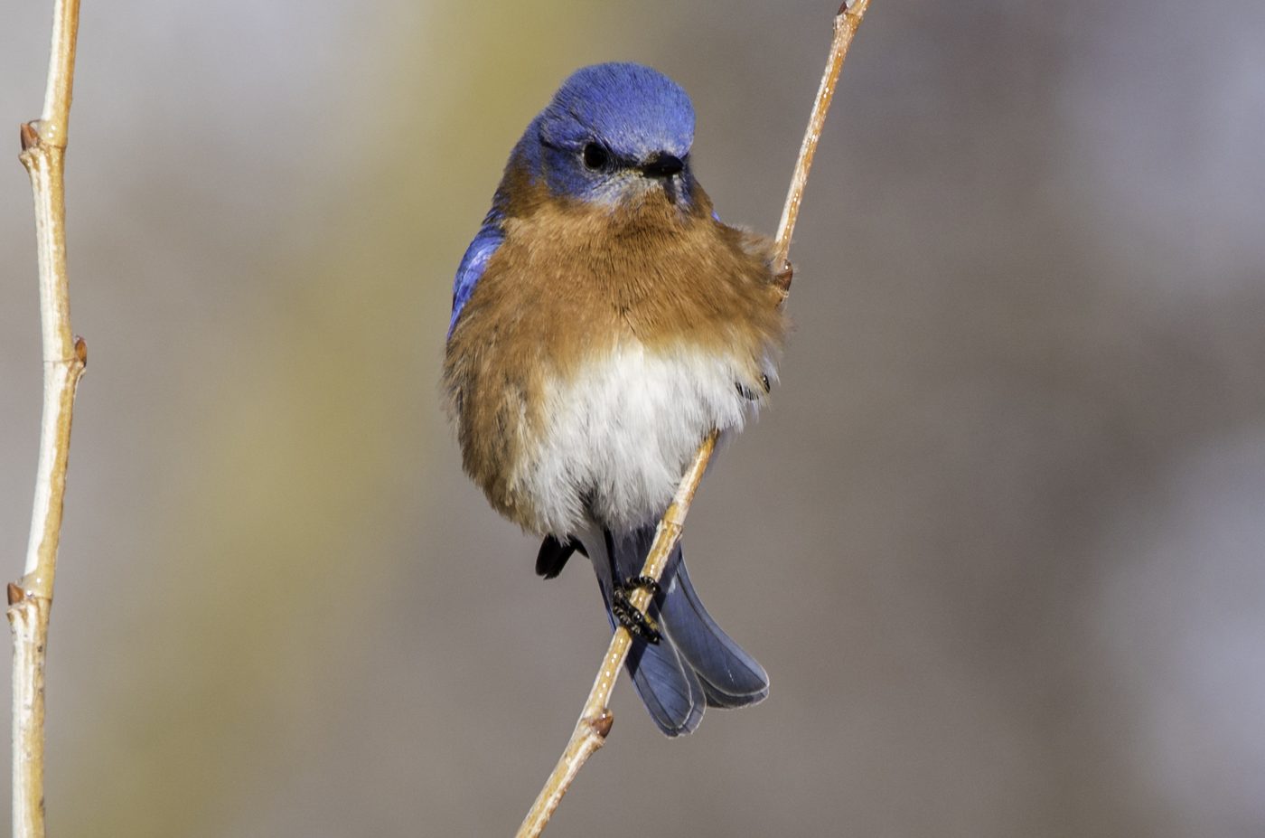 Wildlife