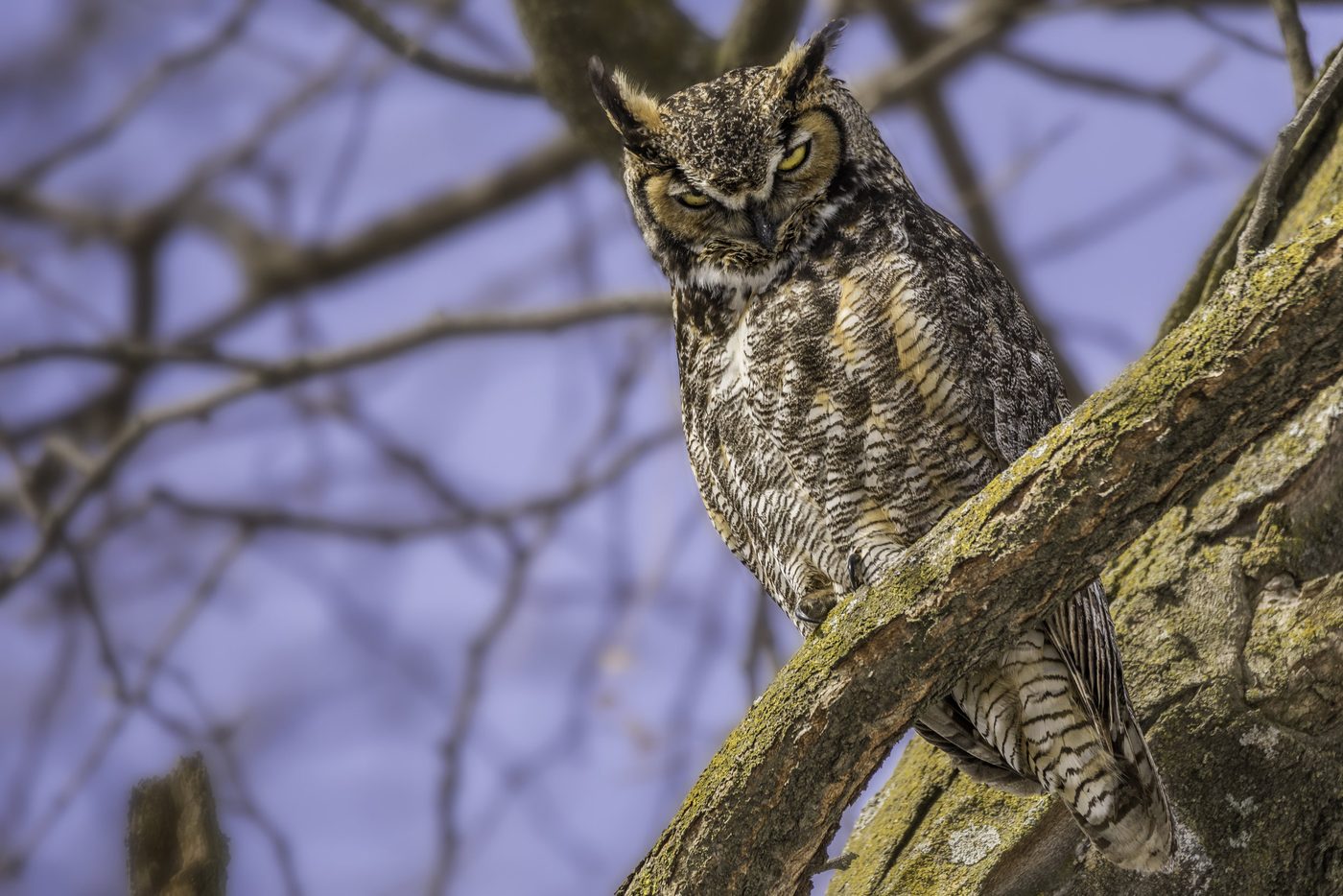 Wildlife