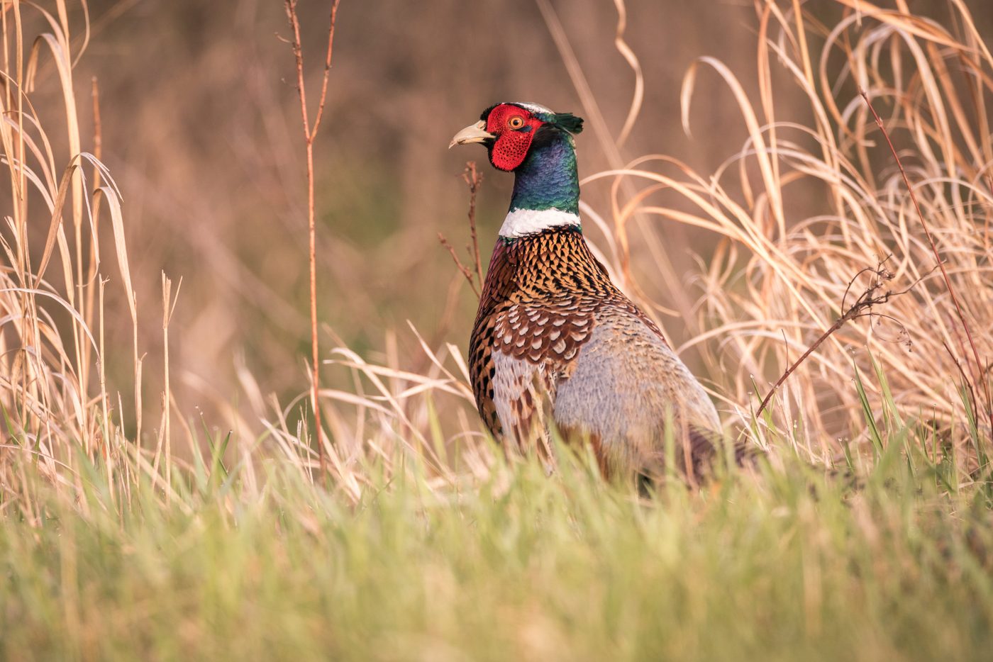 Wildlife