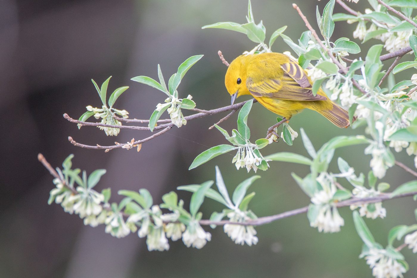 Wildlife