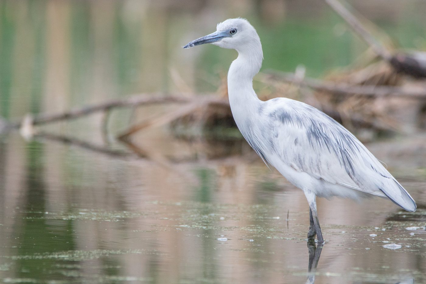 Wildlife