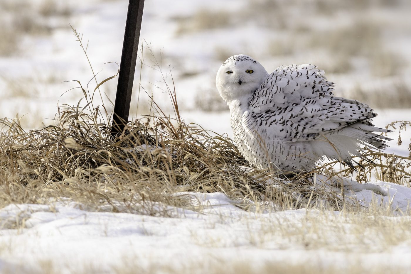 Wildlife