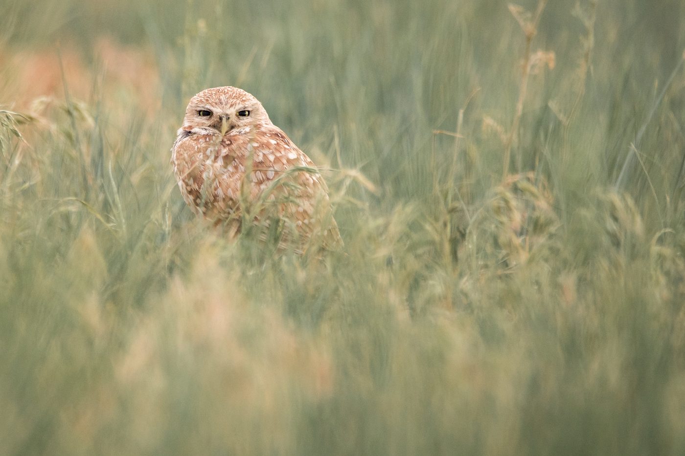 Wildlife