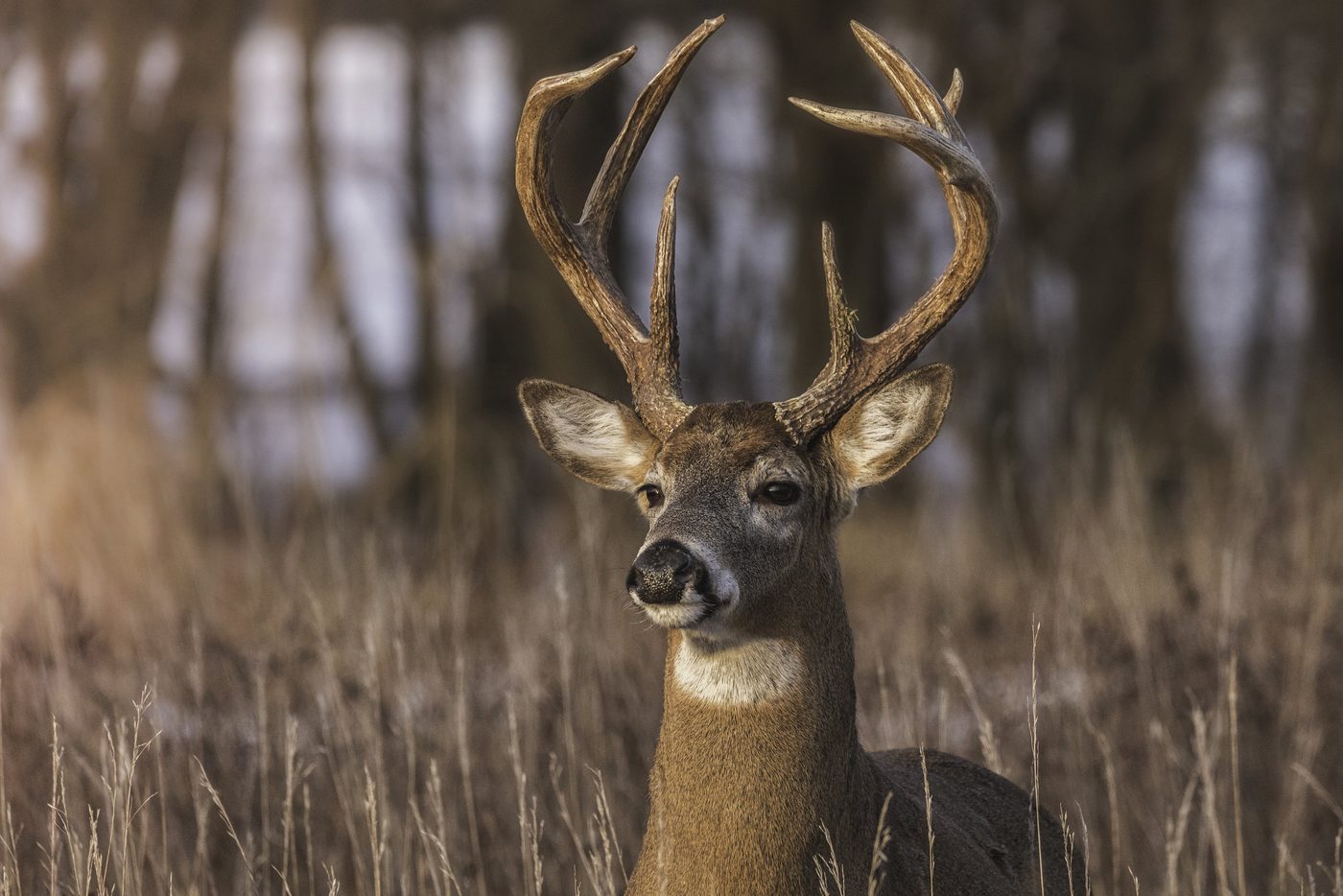 Wildlife