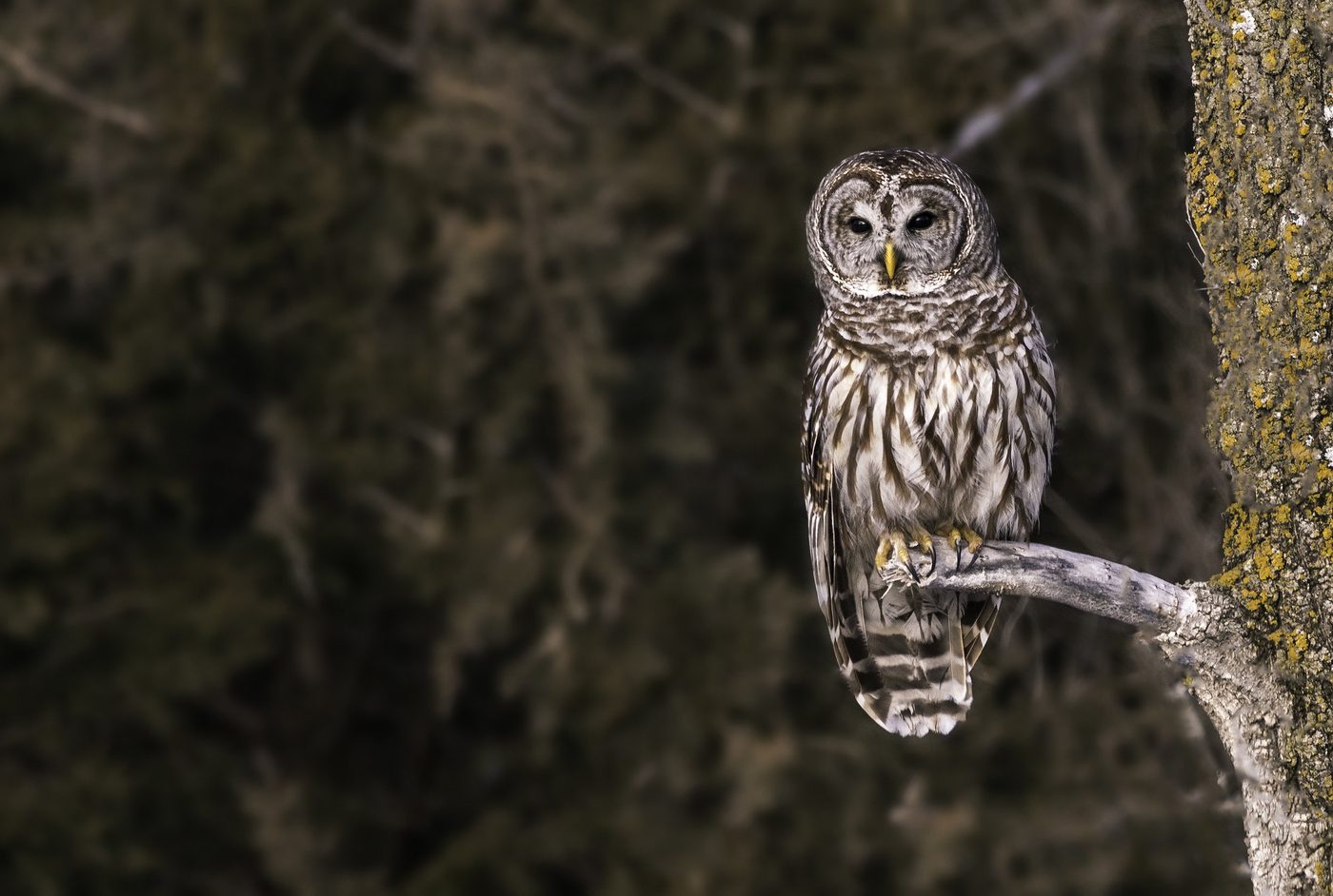 Wildlife