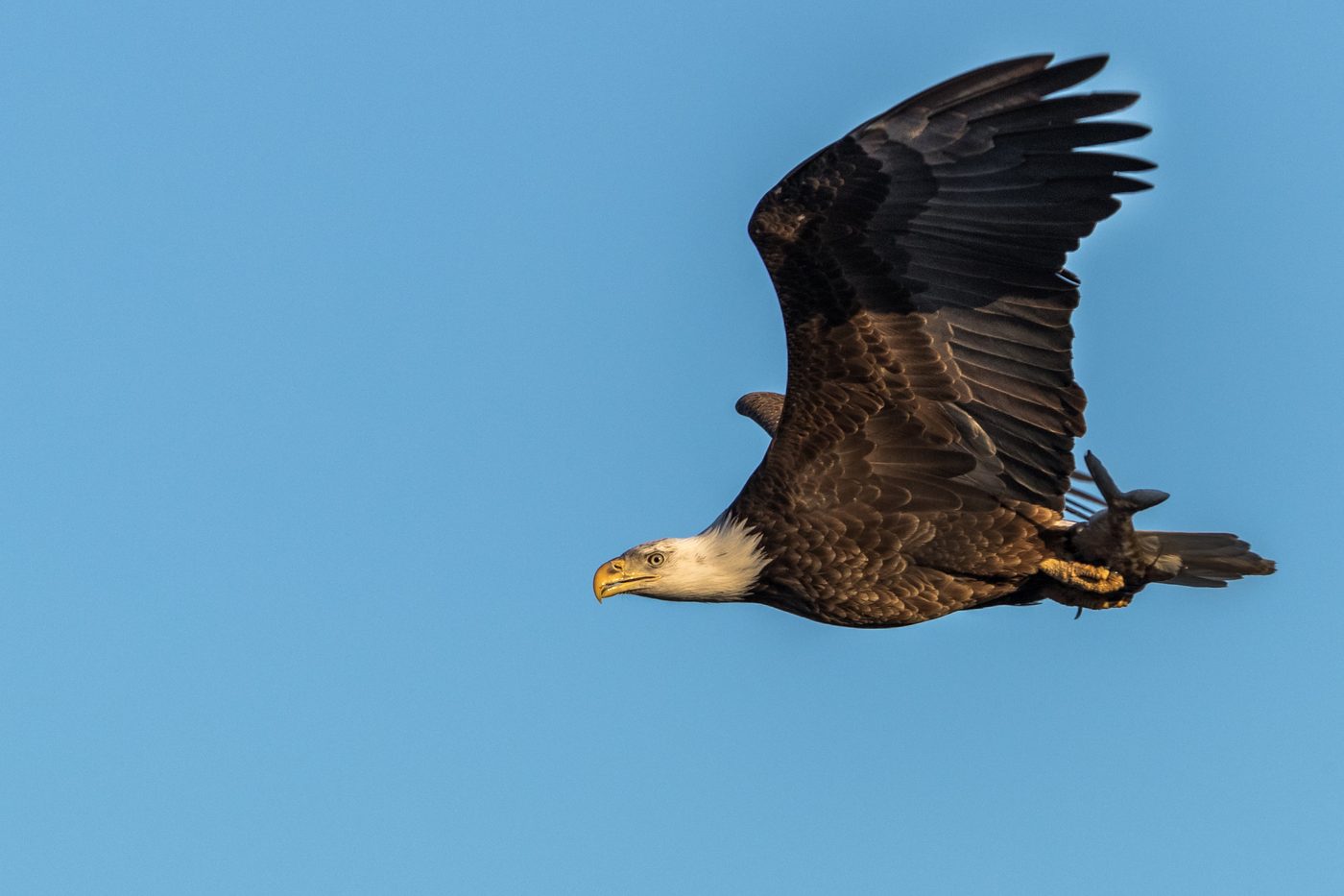 Wildlife