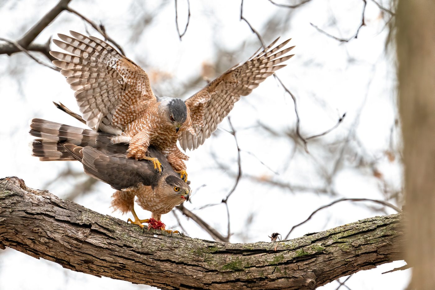 Wildlife