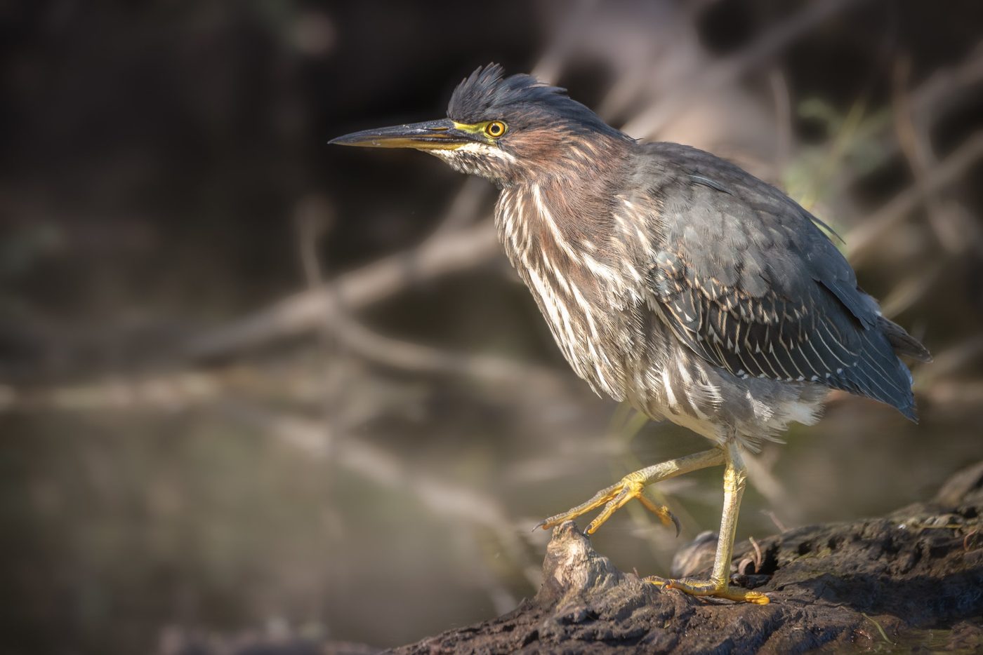 Wildlife