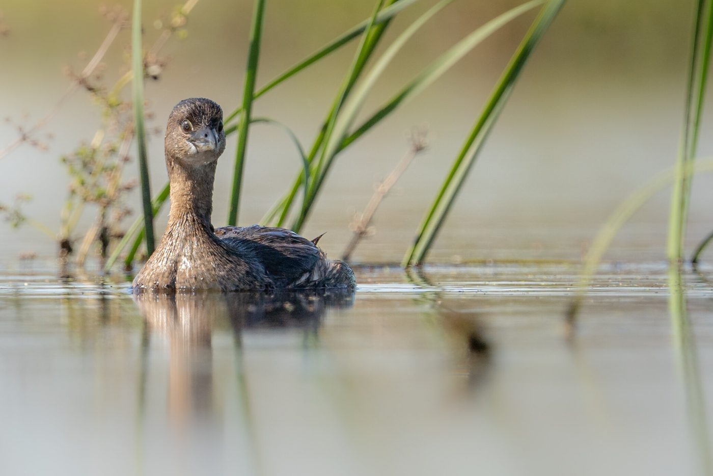 Wildlife