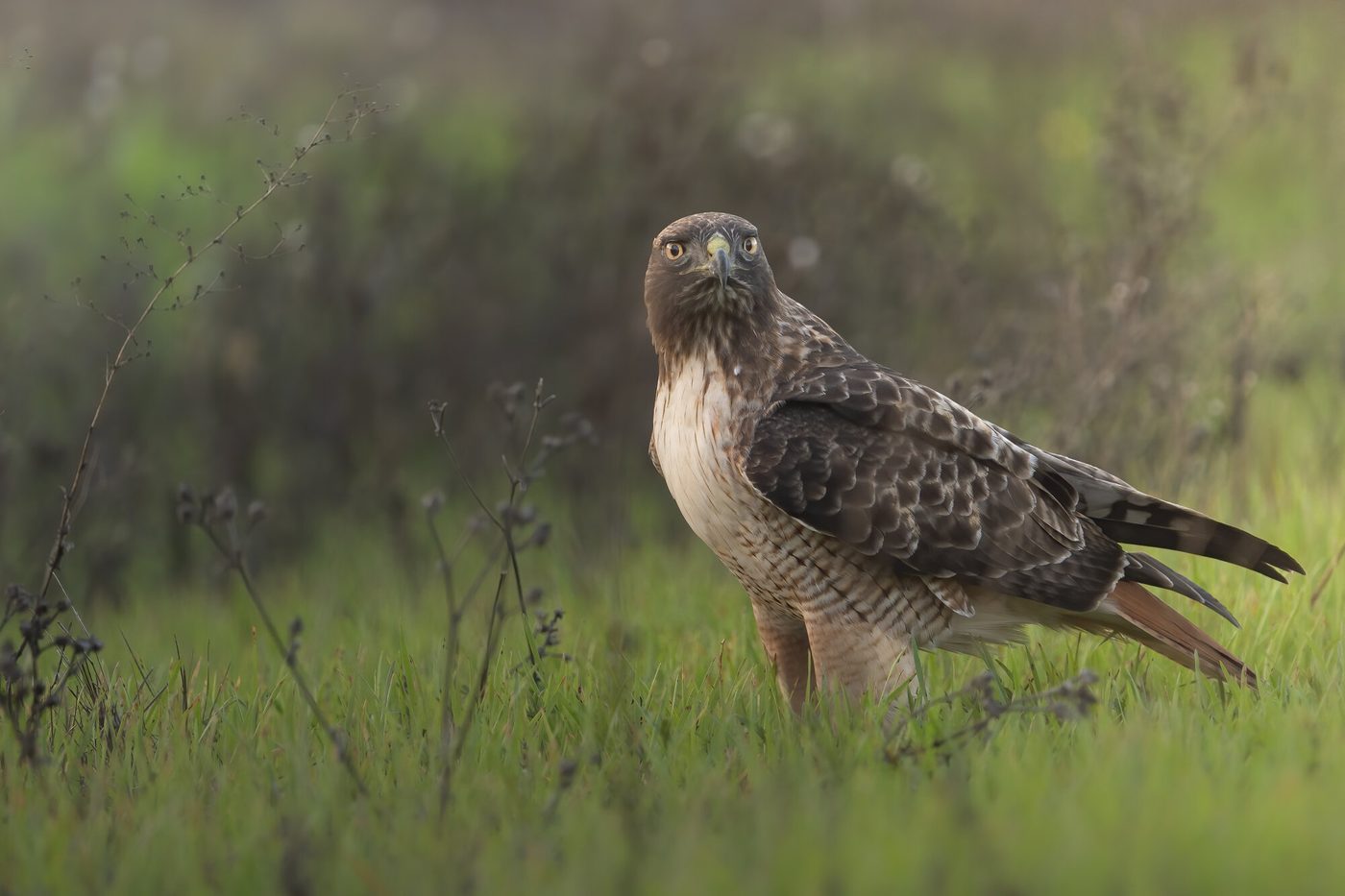 Wildlife