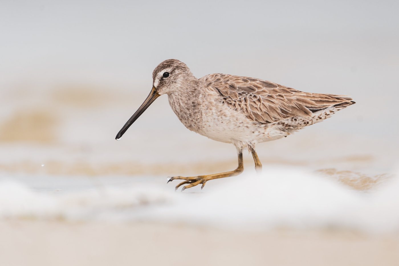Wildlife