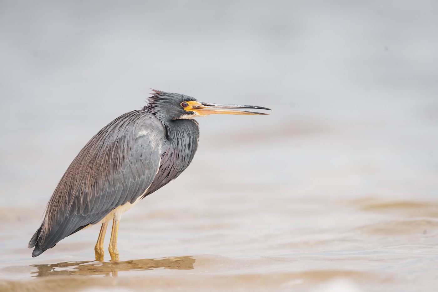 Wildlife