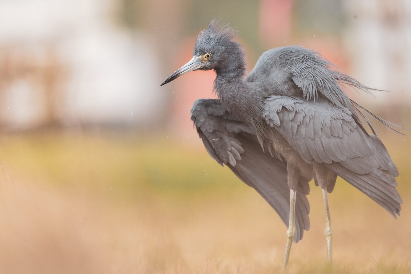 Wildlife
