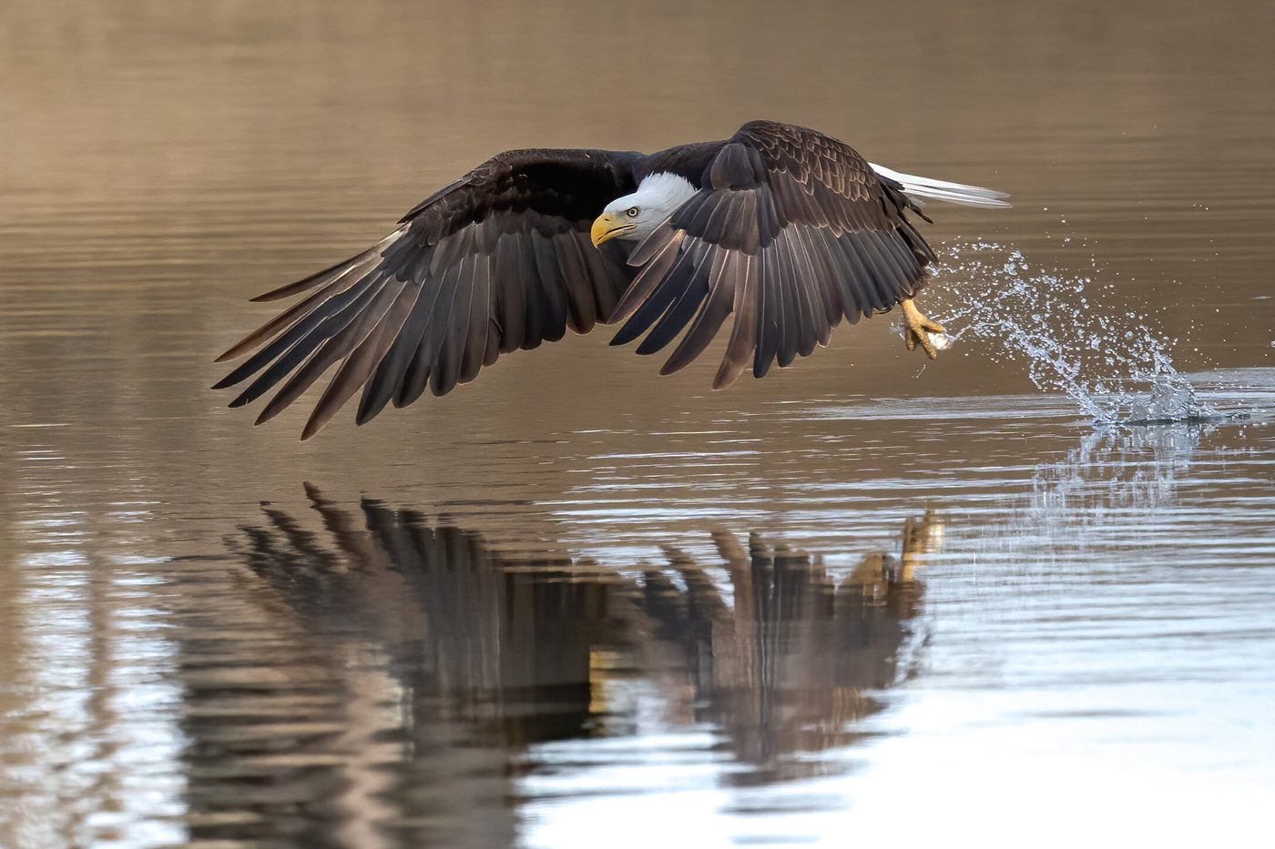 Wildlife
