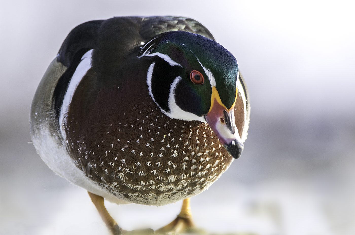 Wildlife